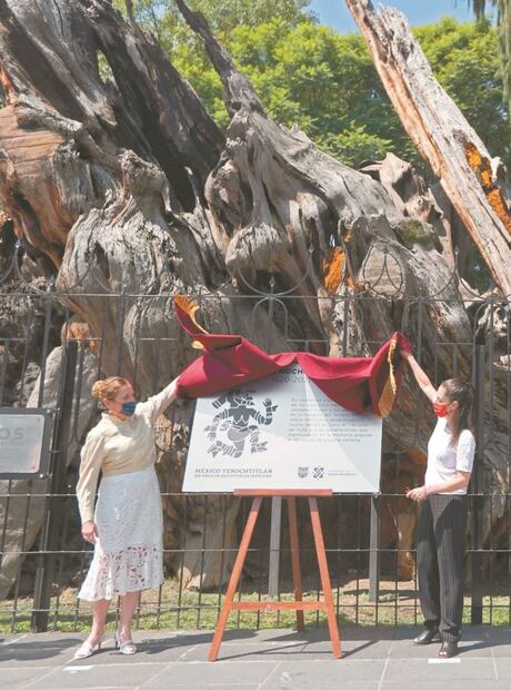 El árbol de los mitos y leyendas de la 4T