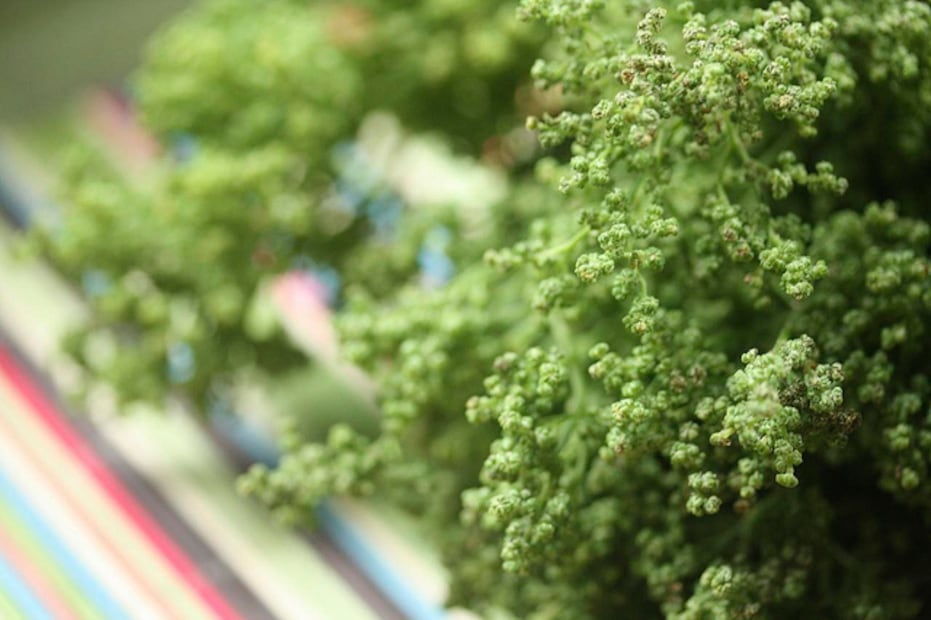 El sabor del huauzontle es similar a la espinaca. Foto: HuriAguilar / Wikimedia Commons