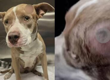 Miracle, la perrita baleada en la cabeza, lucha por su vida