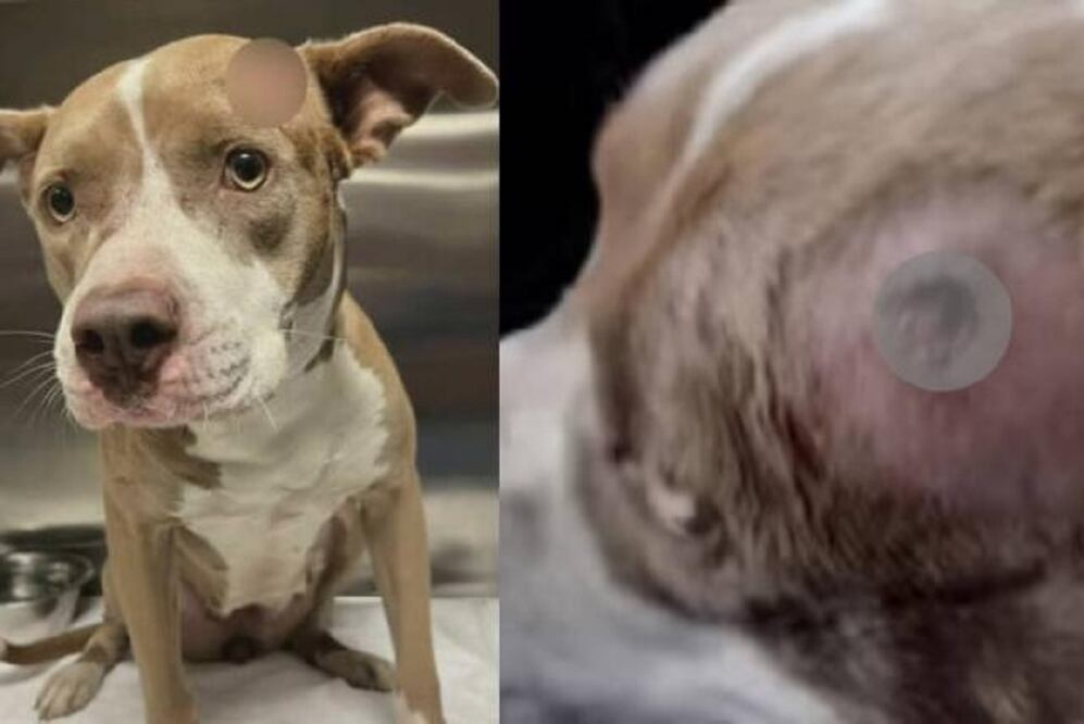 Miracle es una perrita hallada en Florida con un balazo en la cabeza. FOTO: CAPTURA