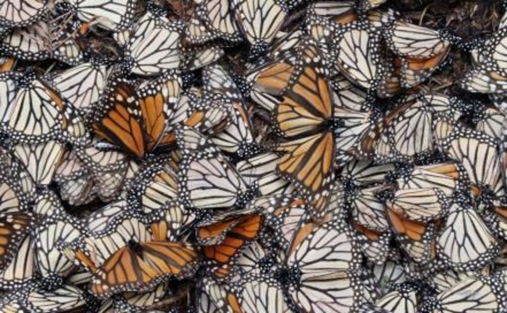 ¡Hoy llegaron las mariposas monarca!