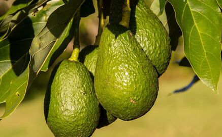 México gana controversia a Costa Rica por aguacate; solicitará permiso de exportación