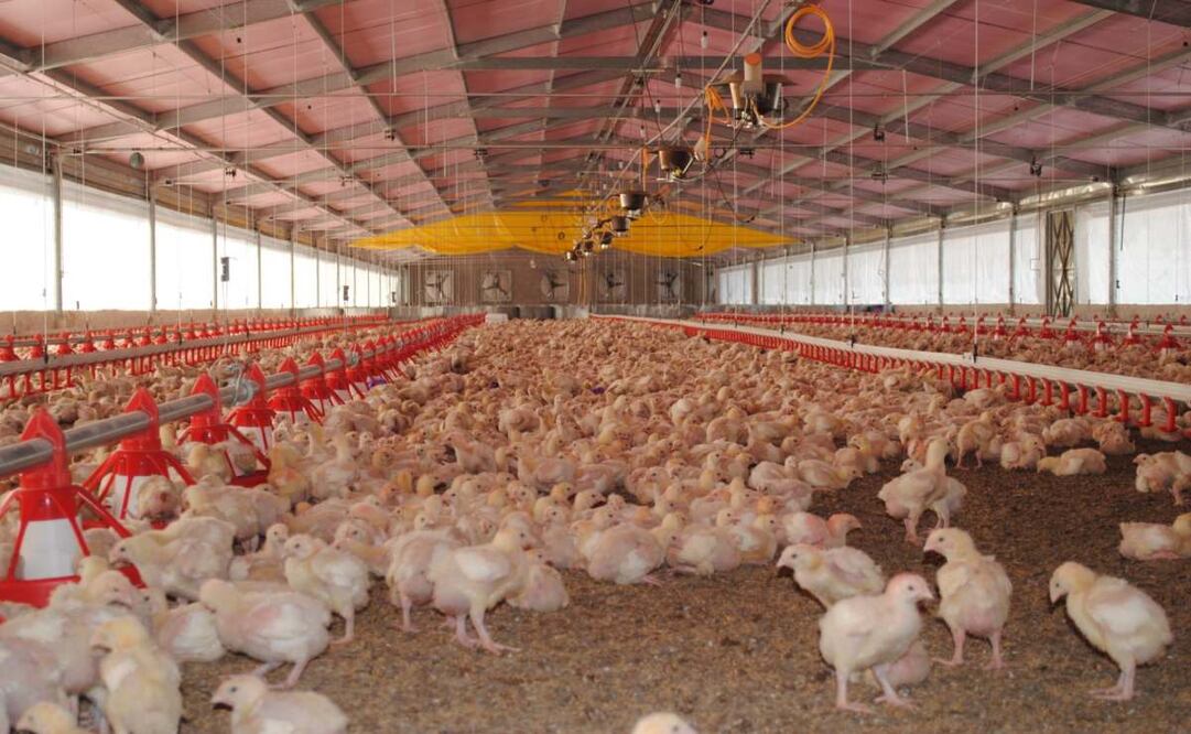 Productores exigen blindar la producción avícola en Yucatán (09/11/2025). Foto: Especial