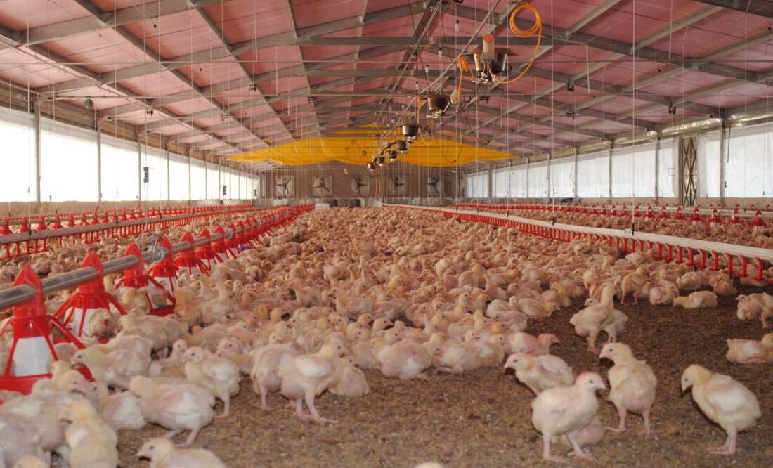 Productores exigen blindar la producción avícola en Yucatán (09/11/2025). Foto: Especial