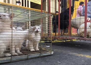 En Mercado Sonora persiste la venta de animales, acepta alcaldesa de Venustiano Carranza