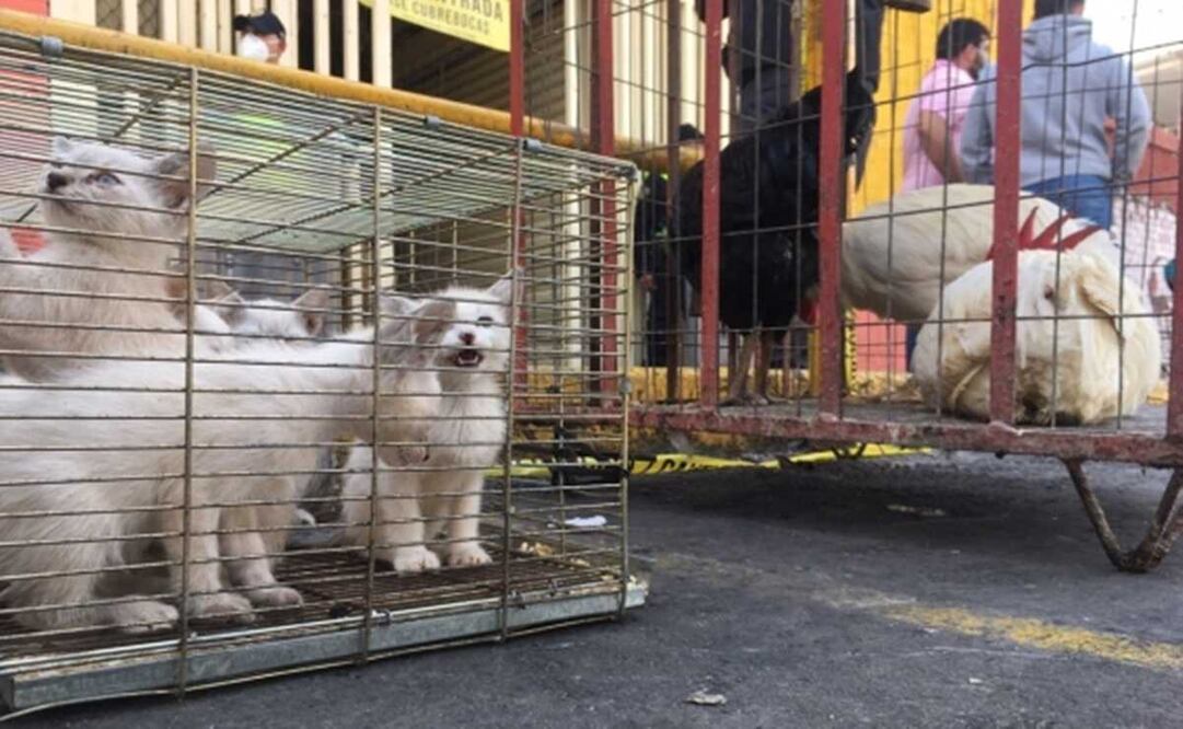 La edil apuntó que la venta de animales, principalmente gallinas, gatos y perros se mantiene en este sitio. Foto: Archivo / EL UNIVERSAL