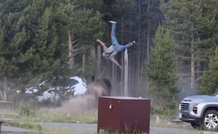 VIDEO Bisonte lanza por los aires a hombre en Yellowstone, EU; la víctima sufrió heridas graves