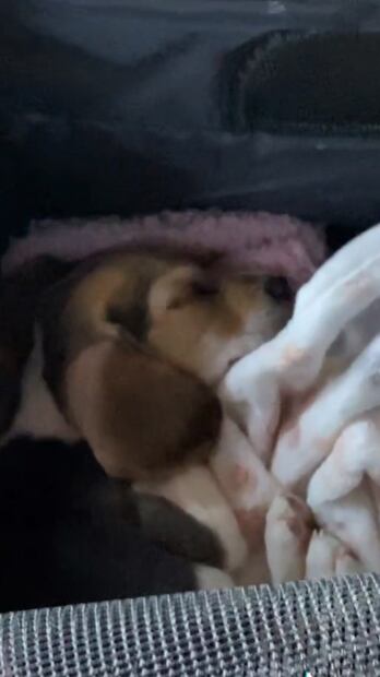 Bad Bunny reveló quién fue la inspiración detrás de "Ojitos lindos" y no, no fue Gabriela