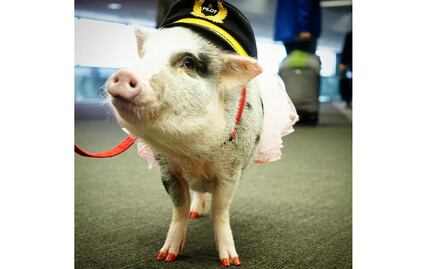Cerdita contratada en un aeropuerto para reducir la ansiedad de los pasajeros