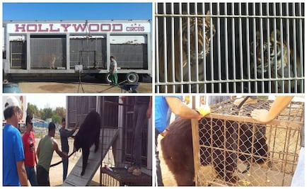 Aseguran 5 tigres y 2 osos a circo en Culiacán