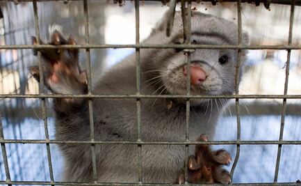 Científicos ven amenazante propagación de Covid-19 en animales silvestres