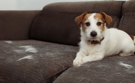 Adiós al pelo de mascota en el sillón; el método casero más rápido y efectivo para limpiarlo