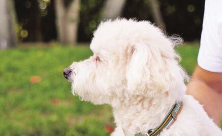 Recomendaciones contra el frío... también para mascotas