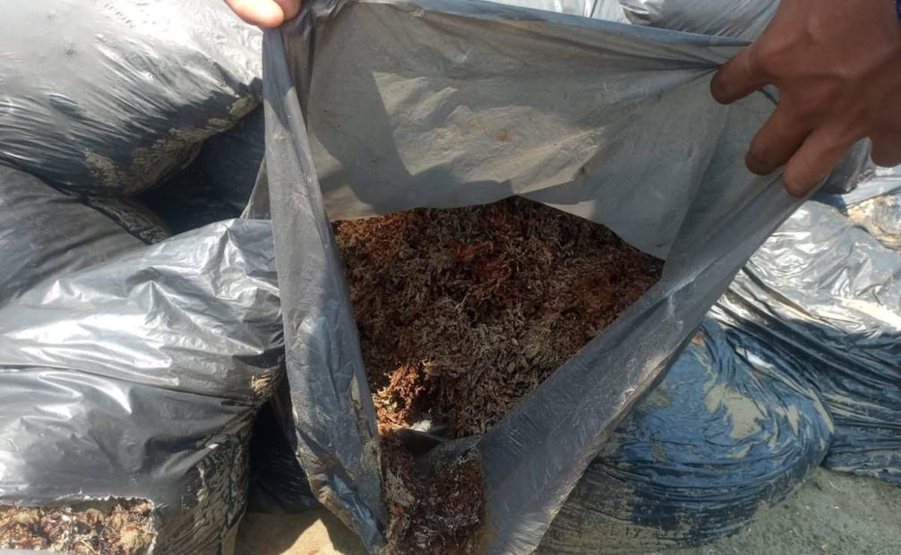 Bolsas localizadas en playas de Pajapan y Alvarado, Veracruz, contienen sargazo y no chapopote, reporta la Secretaría de Marina (12/04/2026). Foto: Semar