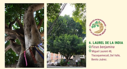 “Laureano” será declarado “árbol patrimonial” de la CDMX; inmobiliaria pretendía talarlo