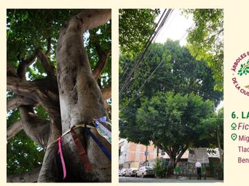 “Laureano” será declarado “árbol patrimonial” de la CDMX; inmobiliaria pretendía talarlo