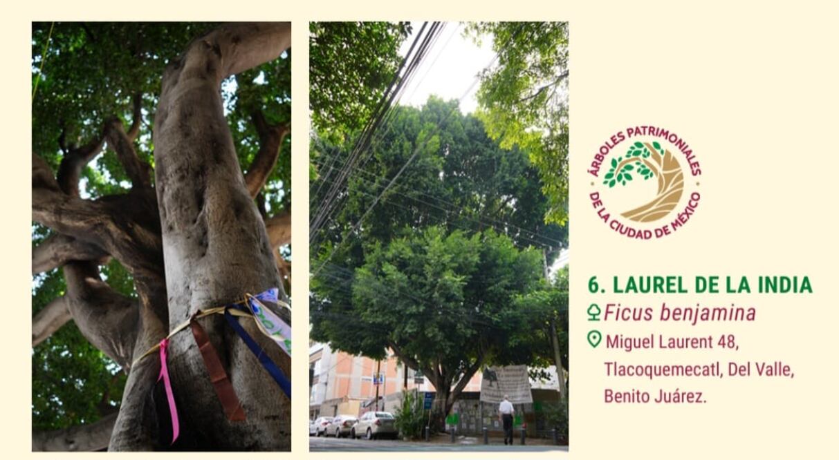 “Laureano” será declarado “árbol patrimonial” de la CDMX. (Foto: especial)