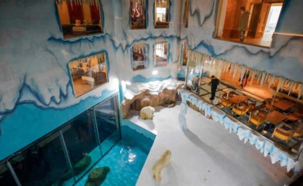 Hotel enfrenta críticas por exhibir osos polares en cautiverio