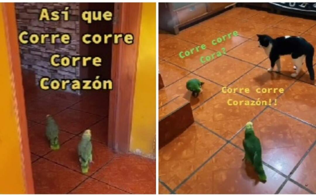 Imagen: Captura de pantalla