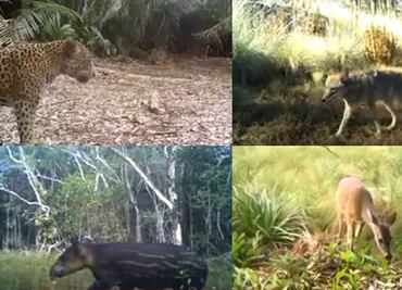 Cámaras trampa retratan avistamientos de jaguar, venado y otras especies silvestres en México