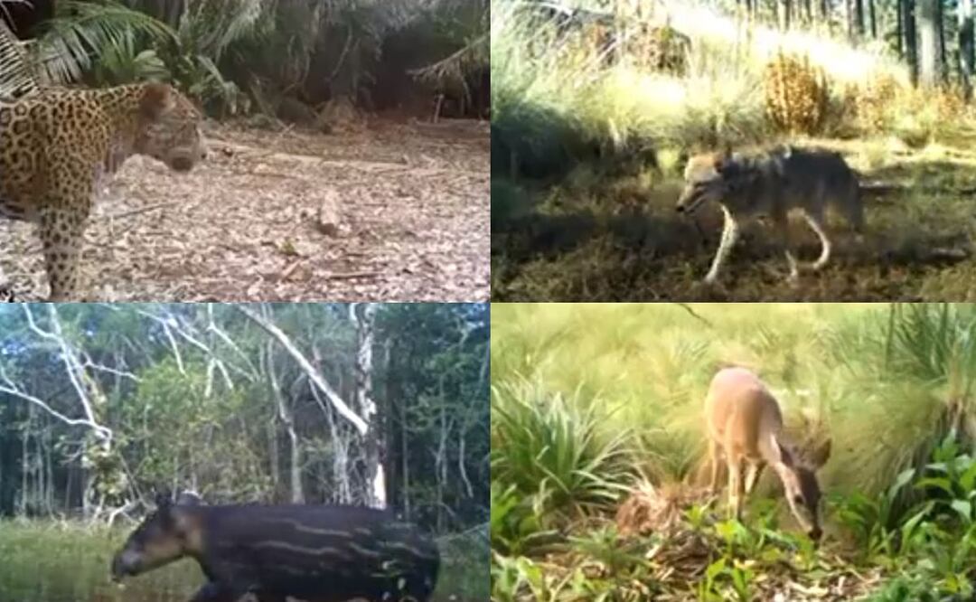 Las cámaras silvestres han captado avistamiento de distintos ejemplares de la vida silvestre. / captura de video X @Mary_Luisa_AG.