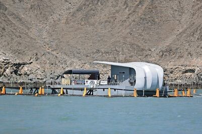 Vaquita marina murió por un paro cardiaco 