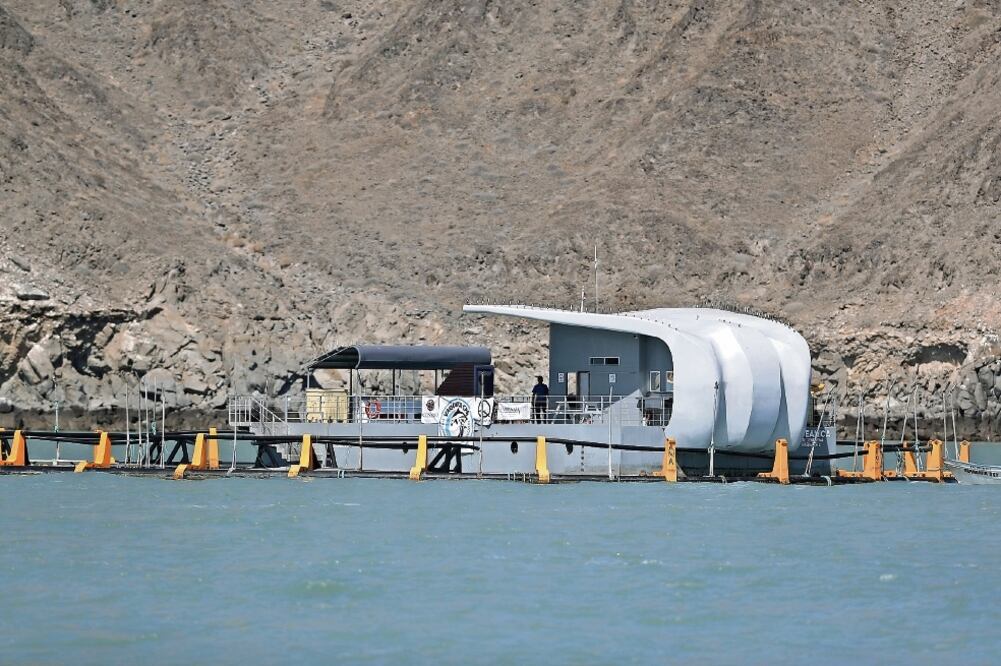 El santuario denominado Vaquita Care Center se encuentra ubicado en San Felipe, Baja California, y forma parte del programa de conservación del cetáceo. (ARCHIVO EL UNIVERSAL)