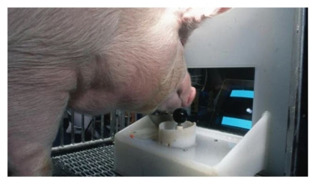 Los cerdos pueden jugar videojuegos 