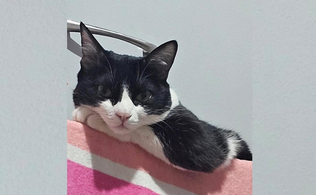 Cloe, gatita de apoyo emocional. Foto: Especial