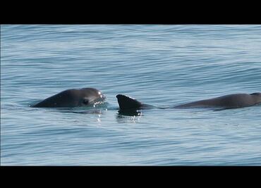 Reclutan a delfines para salvar a vaquitas marinas