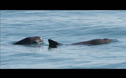 Reclutan a delfines para salvar a vaquitas marinas 