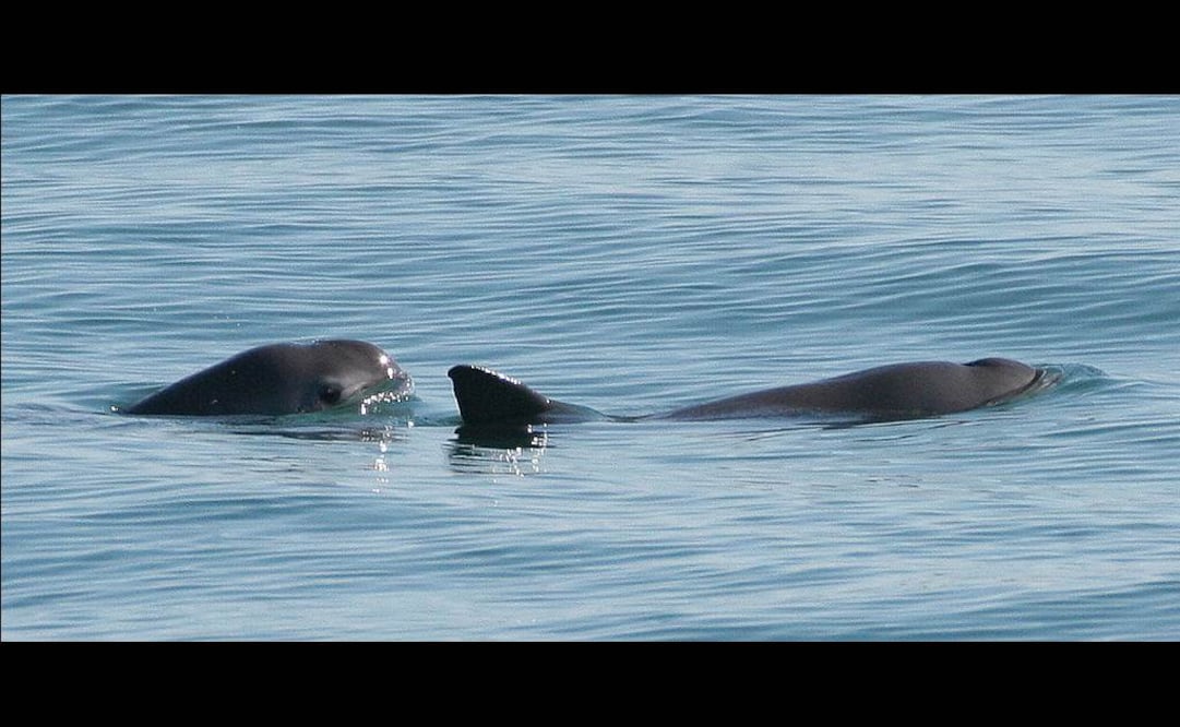 Reclutan a delfines para salvar a vaquitas marinas