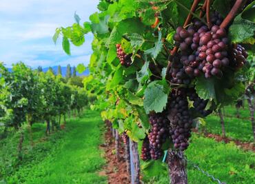 Baja Califonia: dónde vivir la experiencia de la vendimia