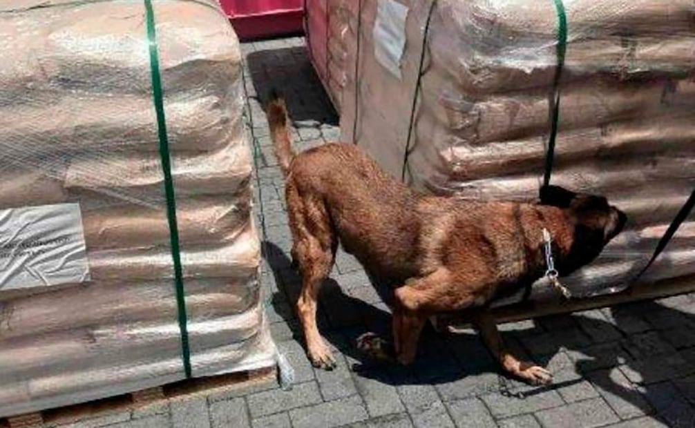 Aseguramiento de cargamento de más 54 mil kilogramos de dextrosa anhidra en la aduanas de Manzanillo, Colima, por agentes de la Secretaría de Marina (Semar), la Agencia Nacional de Aduanas de México (ANAM) y la Secretaría de Seguridad y Protección Ciudadana (SSPC). Foto: Especial