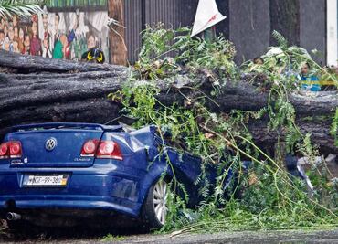 Cae árbol en auto en BJ; muere mujer