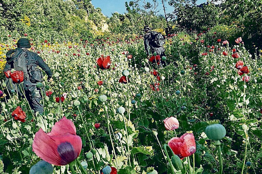 La planta de amapola es reconocida por sus beneficios medicinales, principalmente para aliviar enfermedades respiratorias y dolores (ARCHIVO EL UNIVERSAL)