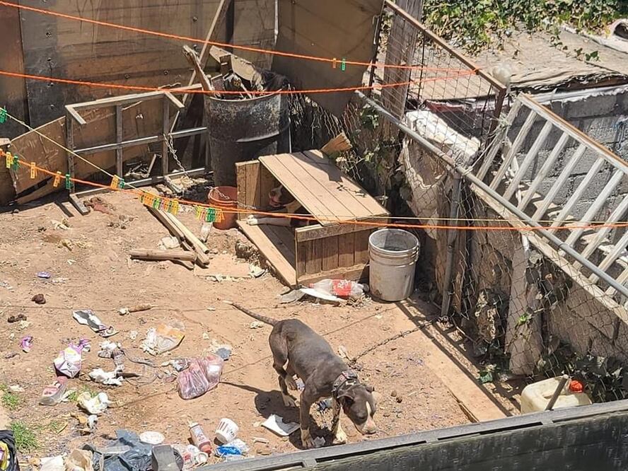 Fueron rescatados tres perritos que sufrían maltrato en Lomas de Cuautitlán. (Foto: especial)