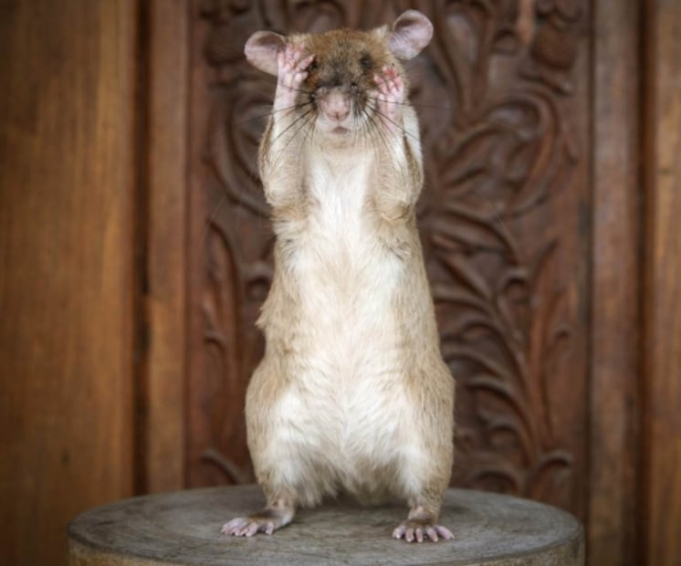 Magawa, una rata detectora de minas, premiada en el Reino Unido por su valor