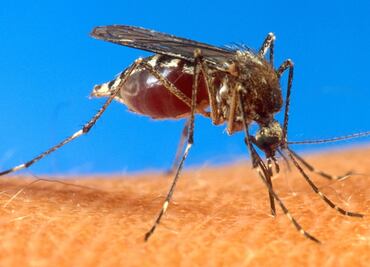 Bacterias intestinales protegen contra virus de mosquitos