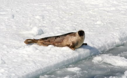 Focas invaden pueblo en Canadá