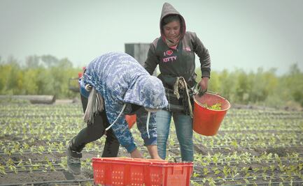 Coneval recomienda apoyos escalonados por tamaño de productor para precios de garantía