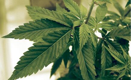 Canadá legalizará la marihuana recreativa