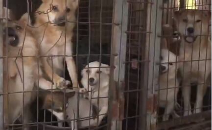 Rescatan a casi 200 perros de una granja de carne en Corea del Sur