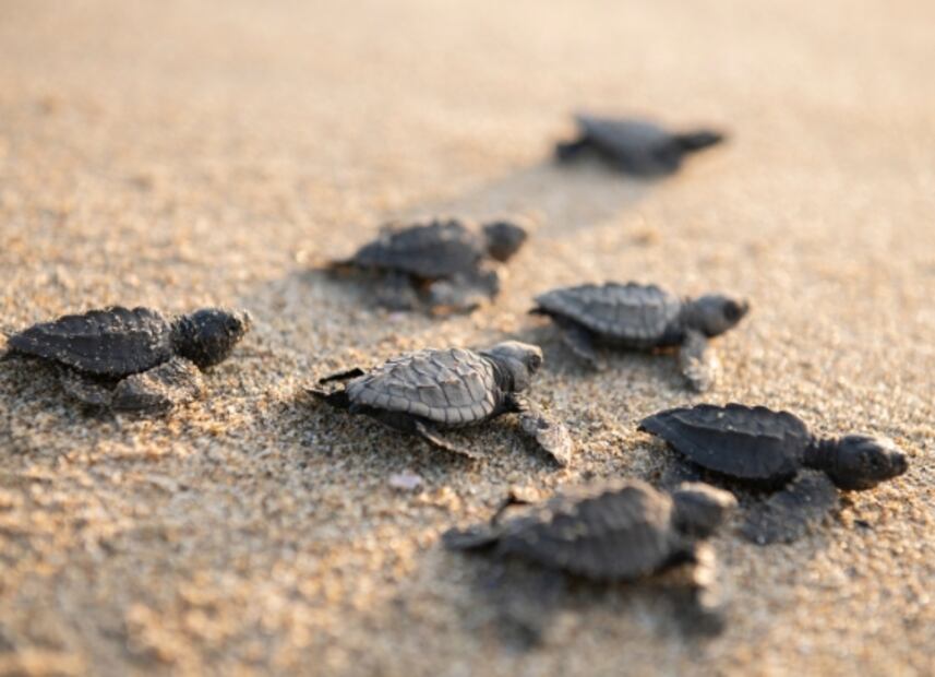 Así son las encantadoras casas del árbol de Playa Viva en Ixtapa Zihuatanejo