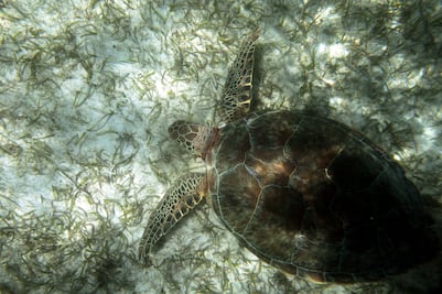 Si ves a una tortuga marina, llama al 911
