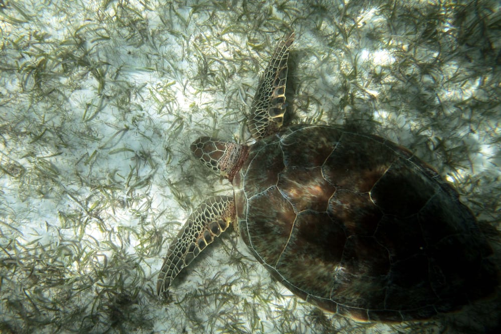 Establecen acciones de protección a estas especies. (Foto: Viridiana Ramírez)