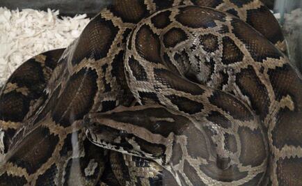 Capturan pitón de más de 5 metros de largo en Florida