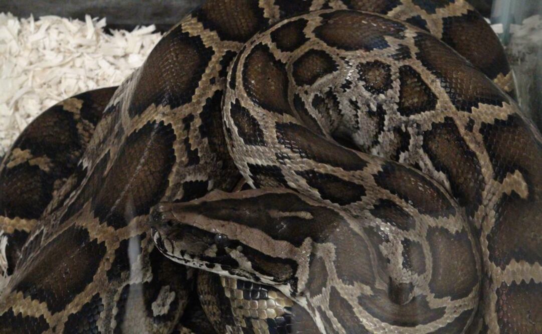 (Foto: Archivo / EFE)