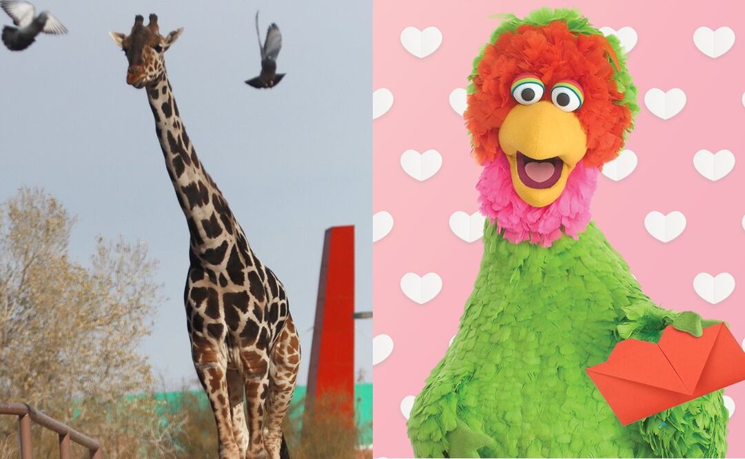 Abelardo Montoya de Plaza Sesámo le gustaría conocer a la jirafa "Benito". Foto: Redes sociales y Archivo / EL UNIVERSAL