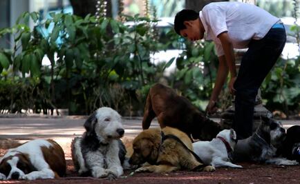 Buscan a presunto “mata perros” en la Condesa